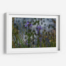 Water Lillies - 2HumanKind | Cuadro decorativo de Canvas Lab