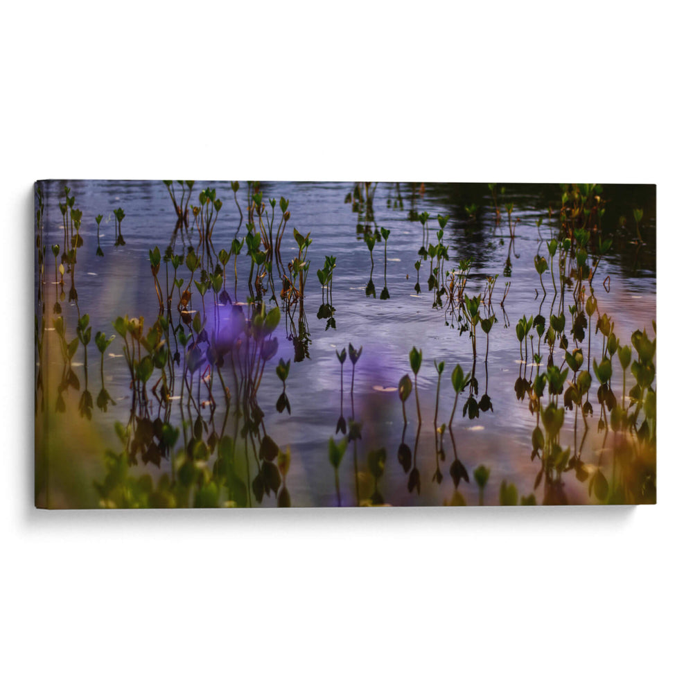 Blurry water lillies - 2HumanKind | Cuadro decorativo de Canvas Lab