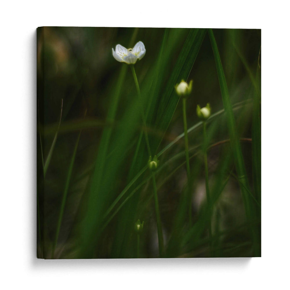 White Flower Close Up - 2HumanKind | Cuadro decorativo de Canvas Lab