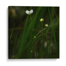 White Flower Close Up - 2HumanKind | Cuadro decorativo de Canvas Lab