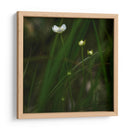 White Flower Close Up - 2HumanKind | Cuadro decorativo de Canvas Lab