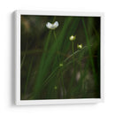 White Flower Close Up - 2HumanKind | Cuadro decorativo de Canvas Lab