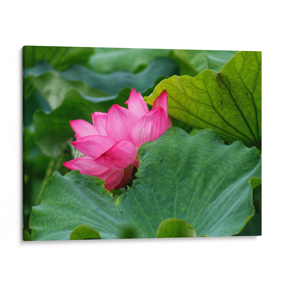 Flor de loto 1 - 2HumanKind | Cuadro decorativo de Canvas Lab