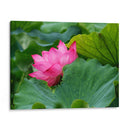 Flor de loto 1 - 2HumanKind | Cuadro decorativo de Canvas Lab