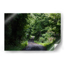 One More Forest Trail  - 2HumanKind | Cuadro decorativo de Canvas Lab