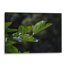 Leafs - 2HumanKind | Cuadro decorativo de Canvas Lab