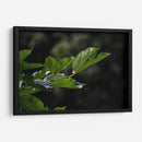 Leafs - 2HumanKind | Cuadro decorativo de Canvas Lab