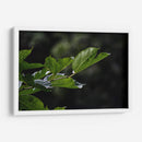 Leafs - 2HumanKind | Cuadro decorativo de Canvas Lab