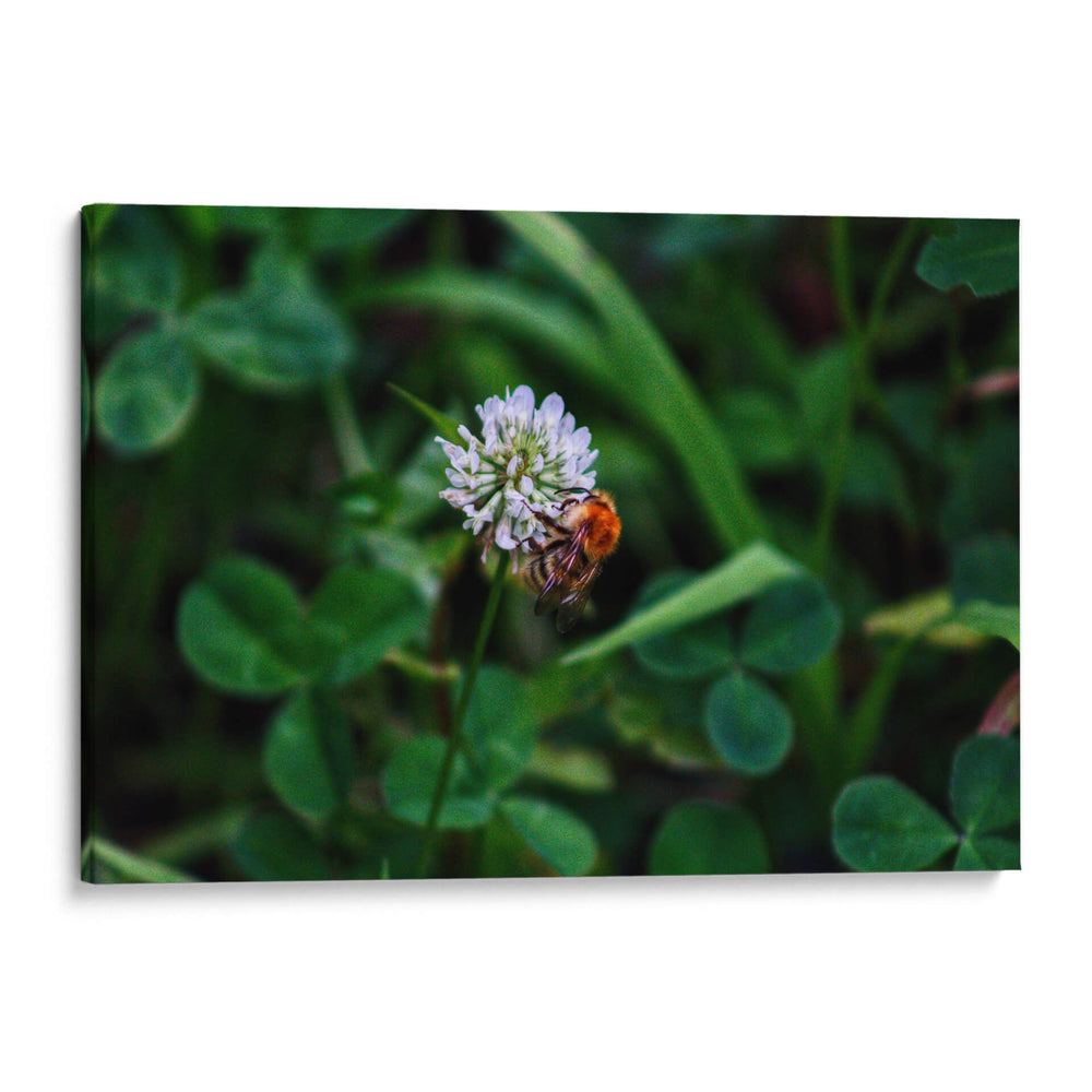 Abeja Gorda - 2HumanKind | Cuadro decorativo de Canvas Lab