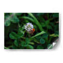 Abeja Gorda - 2HumanKind | Cuadro decorativo de Canvas Lab