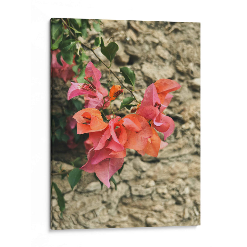 Street Florals: Bugambilia in Pink Pastel - Ani Coloca | Cuadro decorativo de Canvas Lab