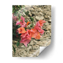 Street Florals: Bugambilia in Pink Pastel - Ani Coloca | Cuadro decorativo de Canvas Lab