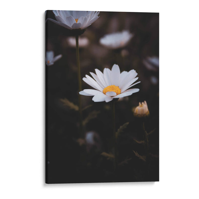 White Daisies in the Shadows: Bloom Nature - Ani Coloca | Cuadro decorativo de Canvas Lab