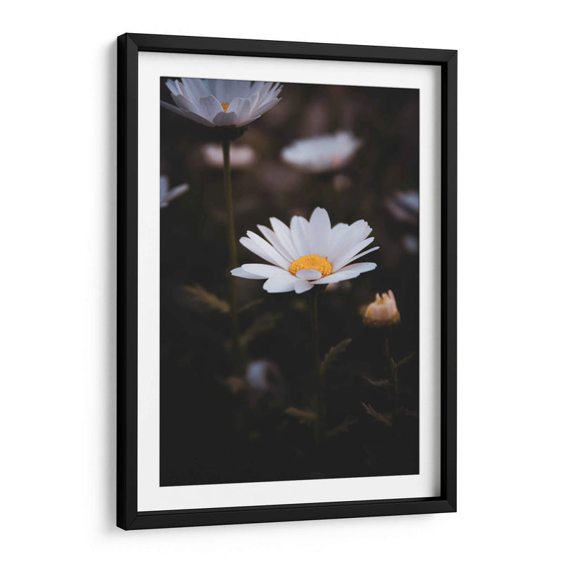 White Daisies in the Shadows: Bloom Nature - Ani Coloca | Cuadro decorativo de Canvas Lab