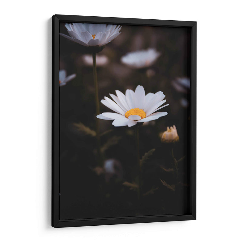 White Daisies in the Shadows: Bloom Nature - Ani Coloca | Cuadro decorativo de Canvas Lab