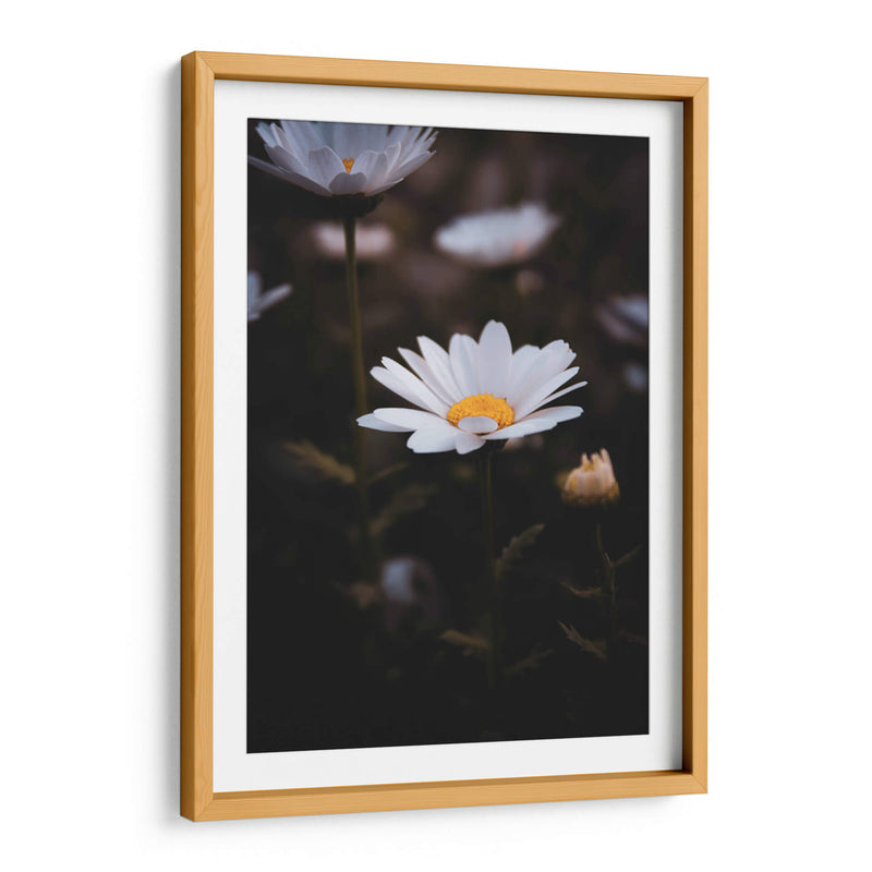 White Daisies in the Shadows: Bloom Nature - Ani Coloca | Cuadro decorativo de Canvas Lab