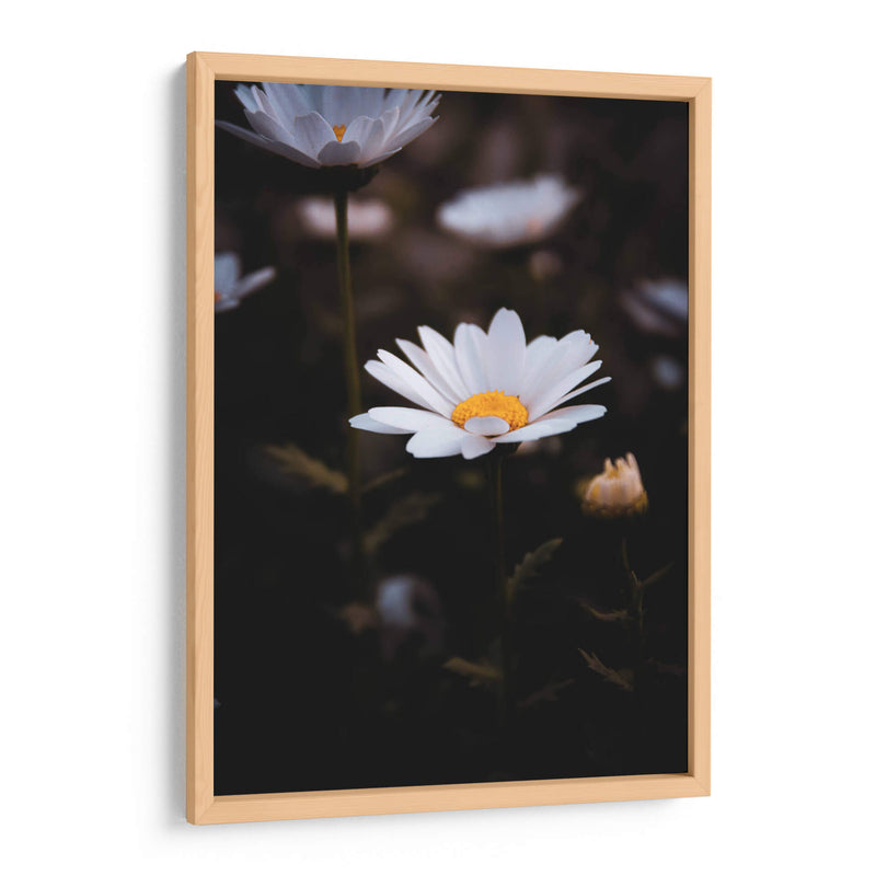 White Daisies in the Shadows: Bloom Nature - Ani Coloca | Cuadro decorativo de Canvas Lab