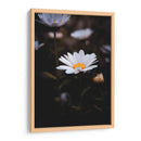 White Daisies in the Shadows: Bloom Nature - Ani Coloca | Cuadro decorativo de Canvas Lab