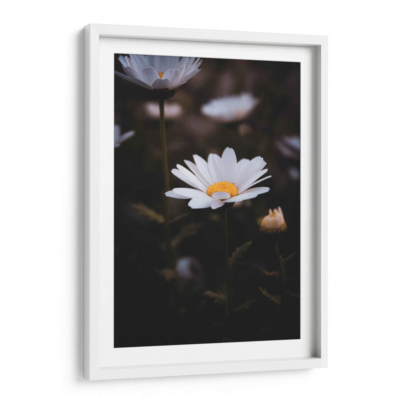 White Daisies in the Shadows: Bloom Nature - Ani Coloca | Cuadro decorativo de Canvas Lab