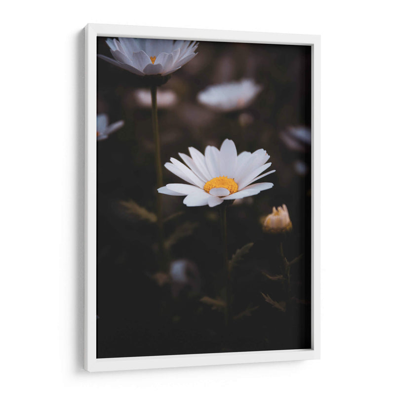 White Daisies in the Shadows: Bloom Nature - Ani Coloca | Cuadro decorativo de Canvas Lab