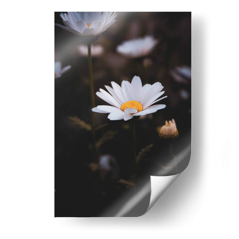 White Daisies in the Shadows: Bloom Nature - Ani Coloca | Cuadro decorativo de Canvas Lab