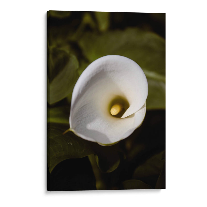 Elegant White Calla: Macro Perspectives - Ani Coloca | Cuadro decorativo de Canvas Lab