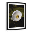 Elegant White Calla: Macro Perspectives - Ani Coloca | Cuadro decorativo de Canvas Lab