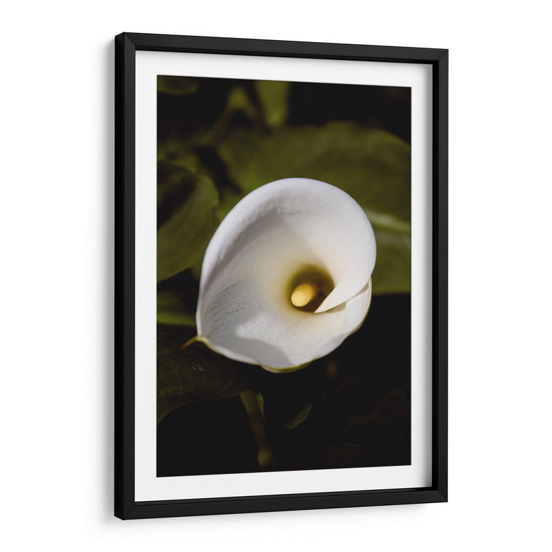 Elegant White Calla: Macro Perspectives - Ani Coloca | Cuadro decorativo de Canvas Lab