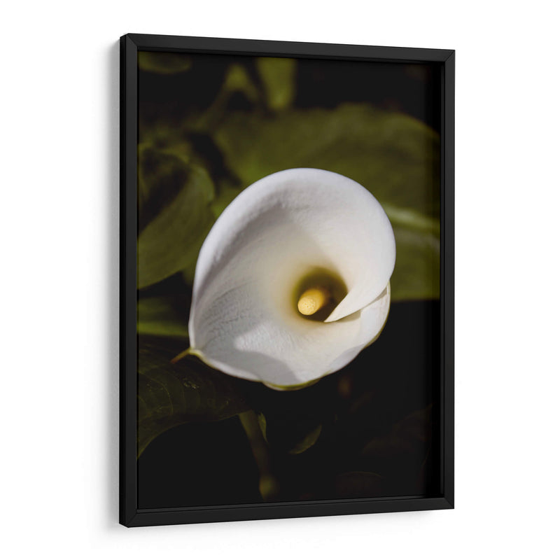 Elegant White Calla: Macro Perspectives - Ani Coloca | Cuadro decorativo de Canvas Lab