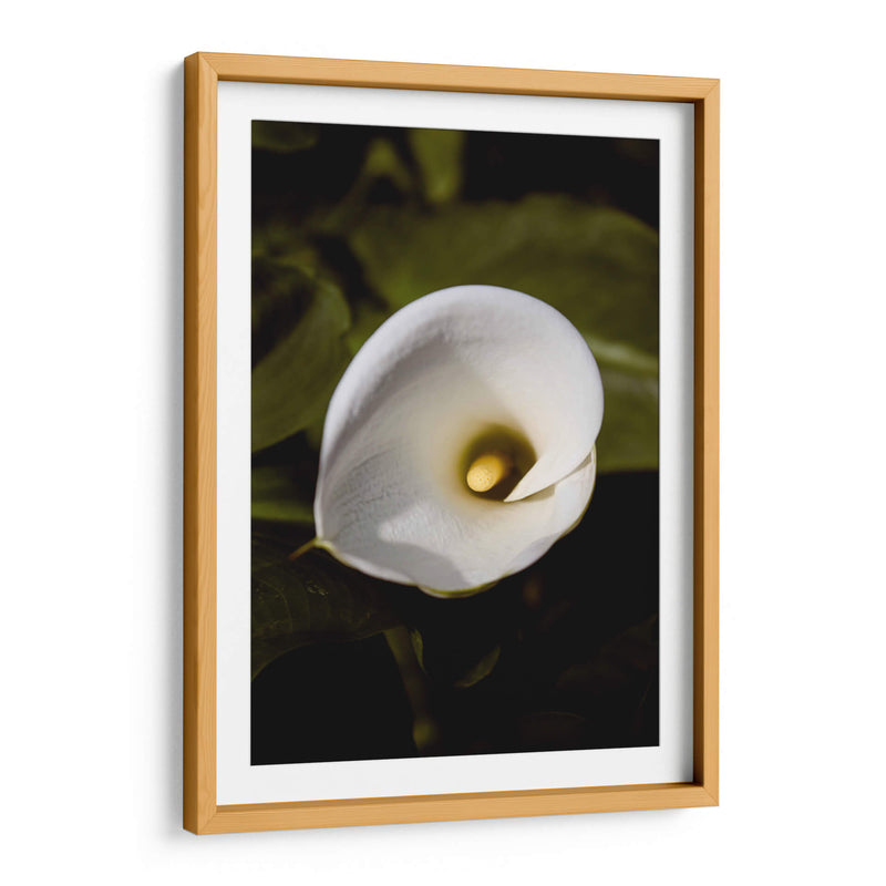 Elegant White Calla: Macro Perspectives - Ani Coloca | Cuadro decorativo de Canvas Lab