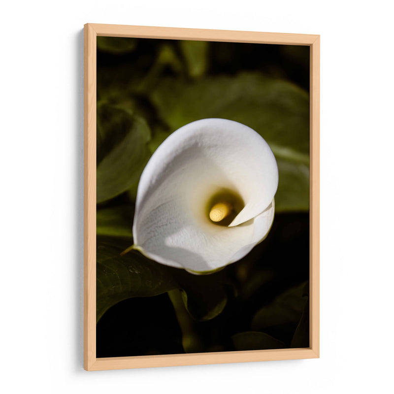 Elegant White Calla: Macro Perspectives - Ani Coloca | Cuadro decorativo de Canvas Lab