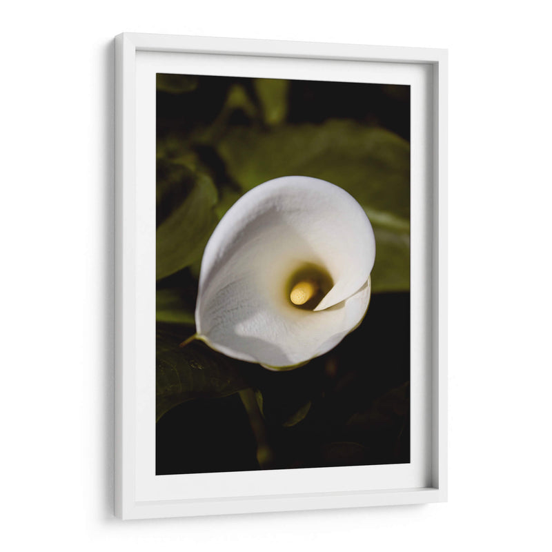 Elegant White Calla: Macro Perspectives - Ani Coloca | Cuadro decorativo de Canvas Lab