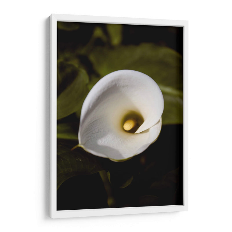 Elegant White Calla: Macro Perspectives - Ani Coloca | Cuadro decorativo de Canvas Lab