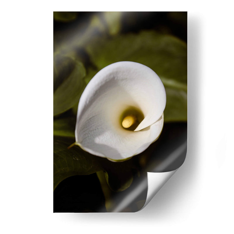 Elegant White Calla: Macro Perspectives - Ani Coloca | Cuadro decorativo de Canvas Lab