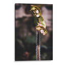 Flower Close up: Macro Nature Photography - Ani Coloca | Cuadro decorativo de Canvas Lab