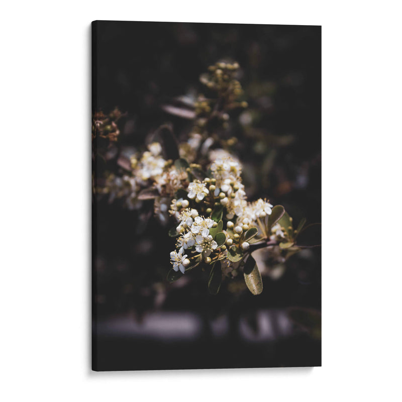 Dark Nature and White Flower Macro Photography - Ani Coloca | Cuadro decorativo de Canvas Lab