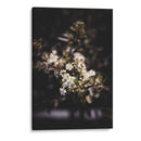 Dark Nature and White Flower Macro Photography - Ani Coloca | Cuadro decorativo de Canvas Lab