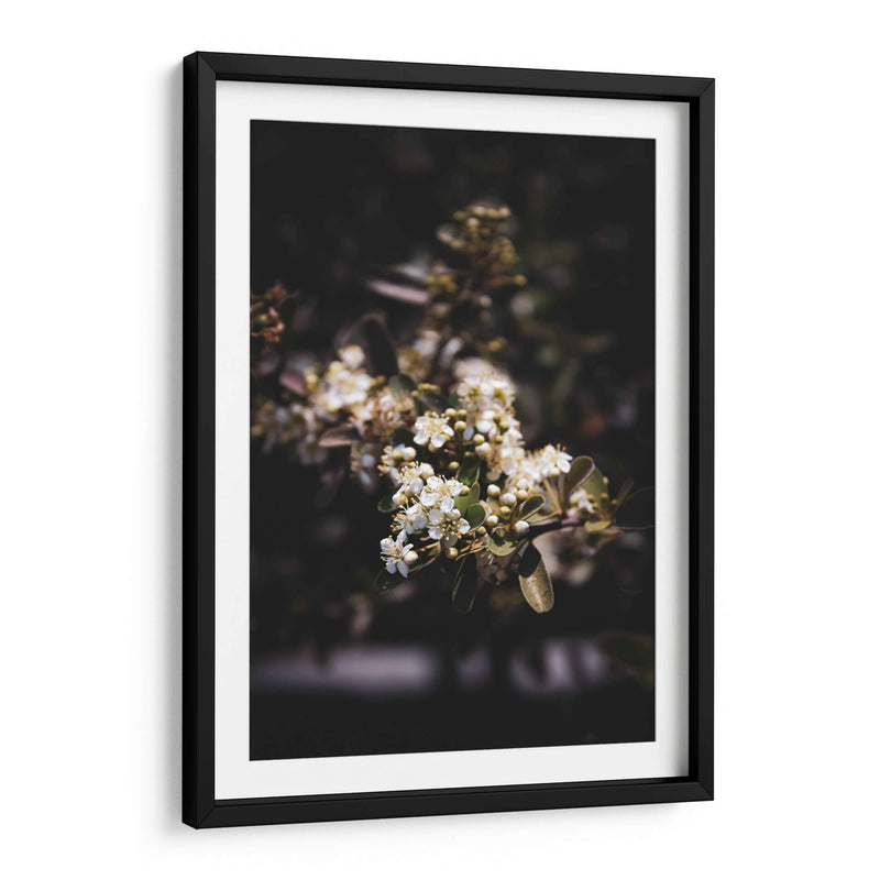 Dark Nature and White Flower Macro Photography - Ani Coloca | Cuadro decorativo de Canvas Lab