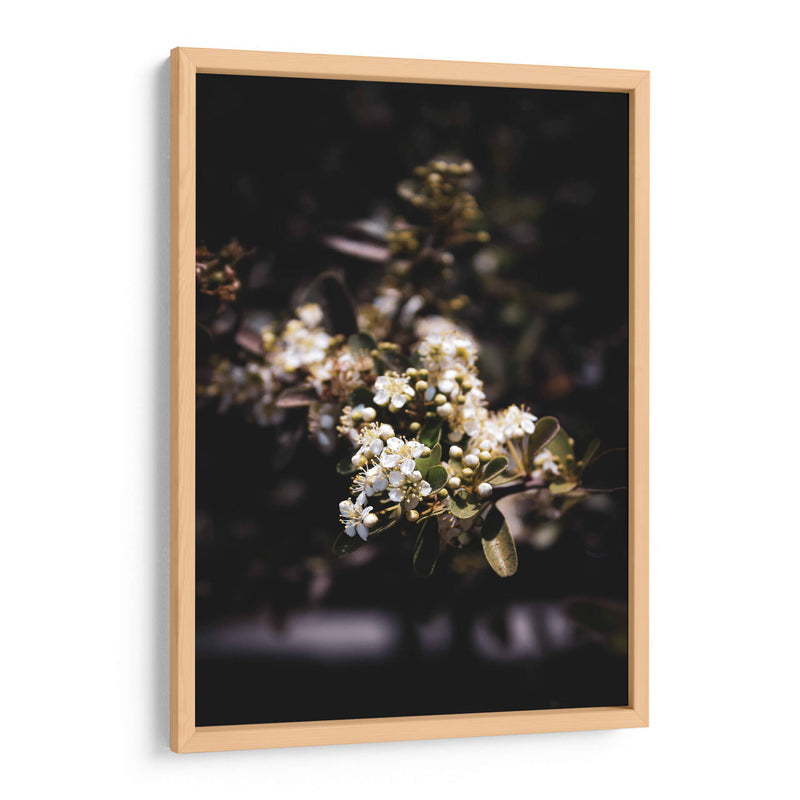 Dark Nature and White Flower Macro Photography - Ani Coloca | Cuadro decorativo de Canvas Lab