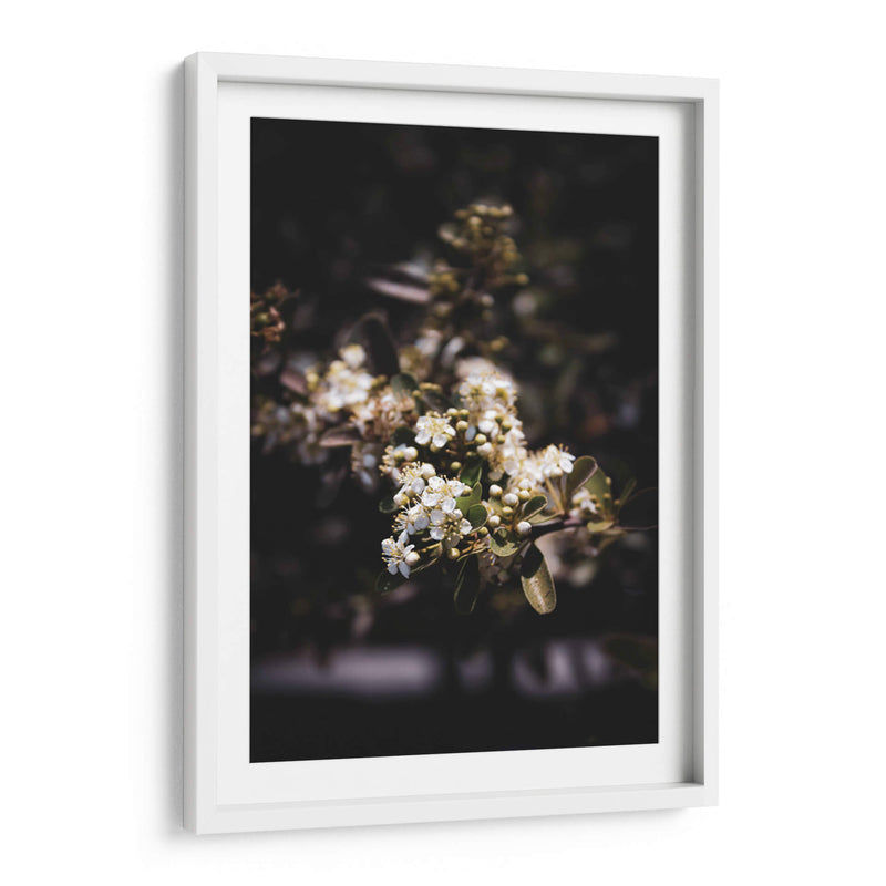 Dark Nature and White Flower Macro Photography - Ani Coloca | Cuadro decorativo de Canvas Lab