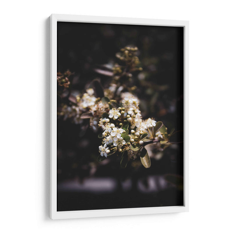 Dark Nature and White Flower Macro Photography - Ani Coloca | Cuadro decorativo de Canvas Lab