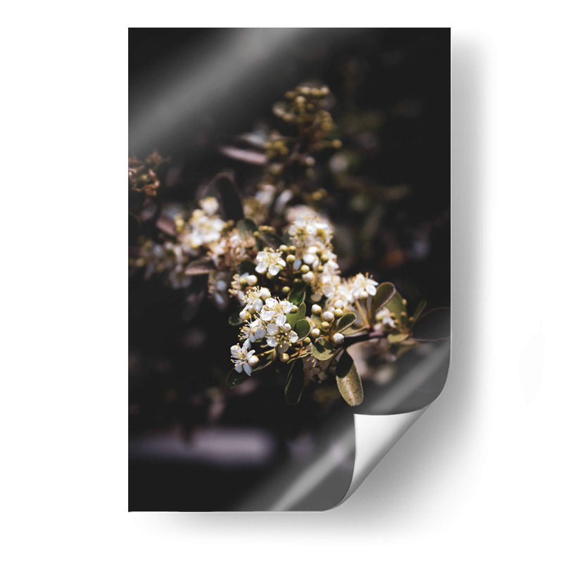 Dark Nature and White Flower Macro Photography - Ani Coloca | Cuadro decorativo de Canvas Lab