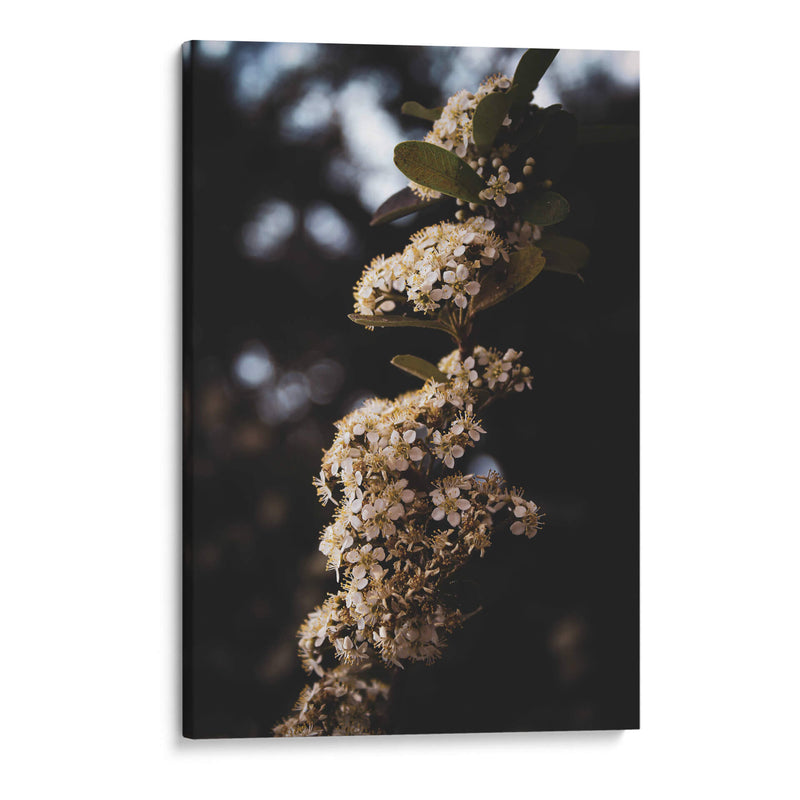 White Blooming flowers - Ani Coloca | Cuadro decorativo de Canvas Lab