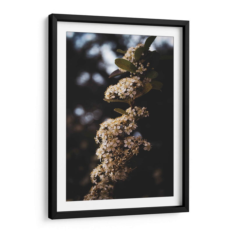 White Blooming flowers - Ani Coloca | Cuadro decorativo de Canvas Lab