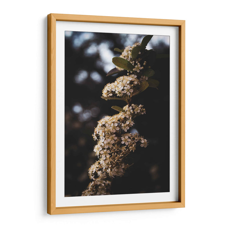 White Blooming flowers - Ani Coloca | Cuadro decorativo de Canvas Lab