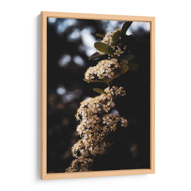 White Blooming flowers - Ani Coloca | Cuadro decorativo de Canvas Lab