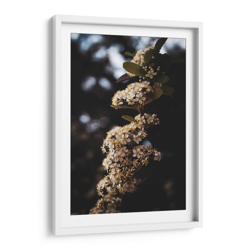 White Blooming flowers - Ani Coloca | Cuadro decorativo de Canvas Lab