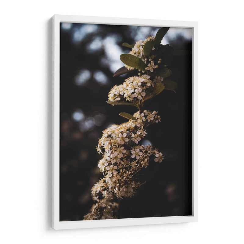 White Blooming flowers - Ani Coloca | Cuadro decorativo de Canvas Lab