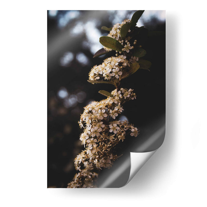 White Blooming flowers - Ani Coloca | Cuadro decorativo de Canvas Lab