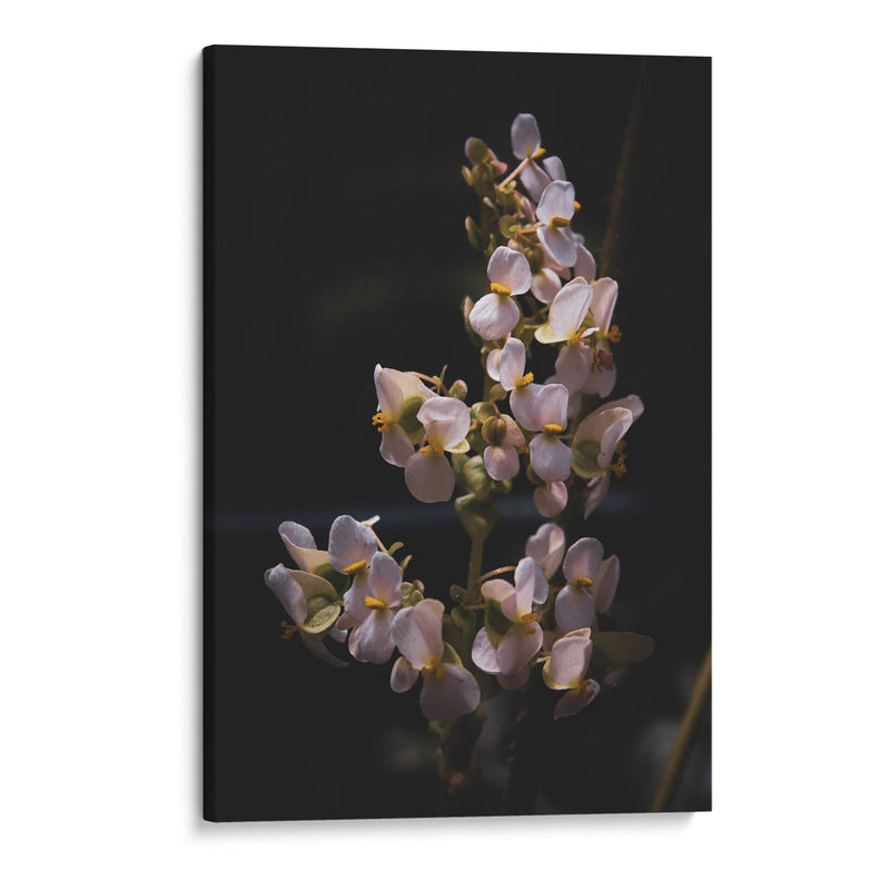 Nature in Focus: White Flowers - Ani Coloca | Cuadro decorativo de Canvas Lab